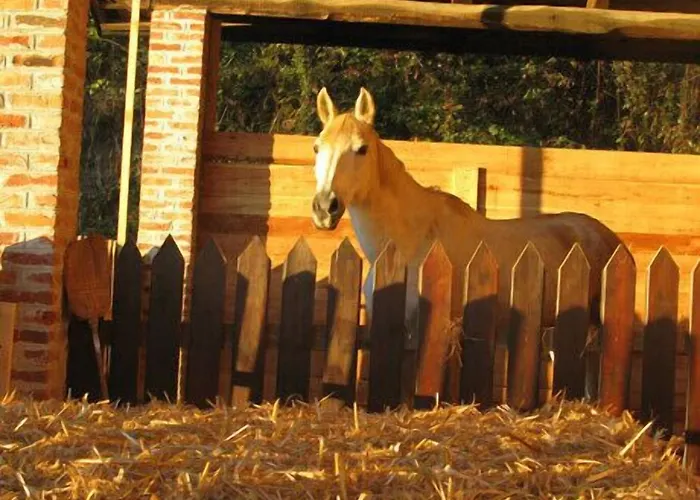 La Del Nocciolo ノヴェッロ