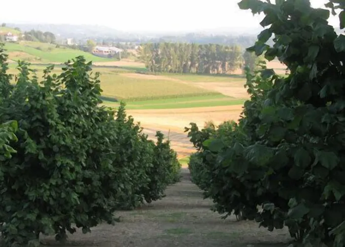 カントリーハウス La Del Nocciolo ノヴェッロ
